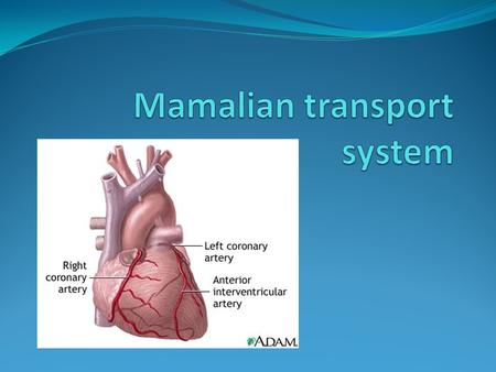 Chapter overview Complexity of different organisms and transport systems. Comparaisin of circulatory system of human and fish. Roles and structures of.