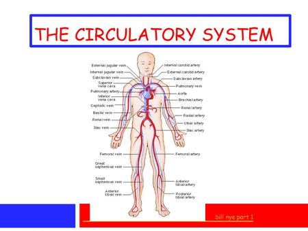 THE CIRCULATORY SYSTEM bill nye part 1. I. TRANSPORTATION SYSTEM * delivers OXYGEN to cells (RBC’S) * removes CARBON DIOXIDE * transports NUTRIENTS to.