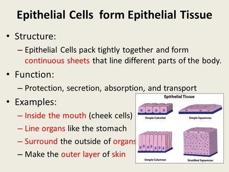 Epithelial Cells form Epithelial Tissue