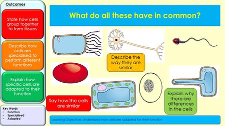 Describe how cells are specialised to perform different functions Explain how specific cells are adapted to their function Outcomes State how cells group.