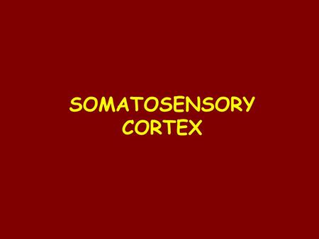 SOMATOSENSORY CORTEX. Learning Objectives SOMATOSENSORY CORTEX Homunculus SOMATOSENSORY AREA I SOMATOSENSORY AREA II Somatosensory association area.