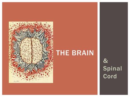 & Spinal Cord THE BRAIN.  Function: conducting nerve impulses, center for spinal reflexes  CNS SPINAL CORD.