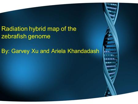 Radiation hybrid map of the zebrafish genome