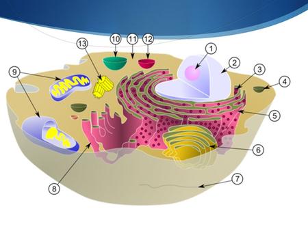 1.Nucleolus 2.Nuclear Mem. 3.Ribosomes 4.Vesicle 5.R.E.R. 6.Golgi App. 7.Cytoskeleton 8.Smooth. E.R. 9.Mitochondria 10.Vacuole 11.Cytoplasm 12.Lysosome.