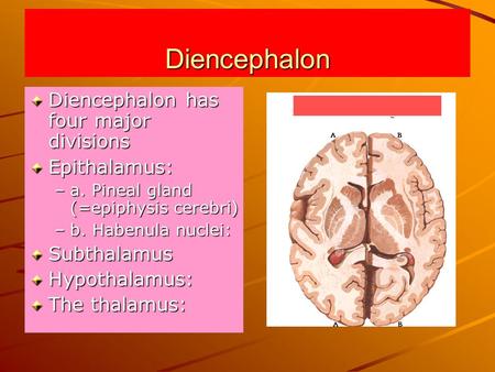 Diencephalon Diencephalon has four major divisions Epithalamus: –a. Pineal gland (=epiphysis cerebri) –b. Habenula nuclei: SubthalamusHypothalamus: The.