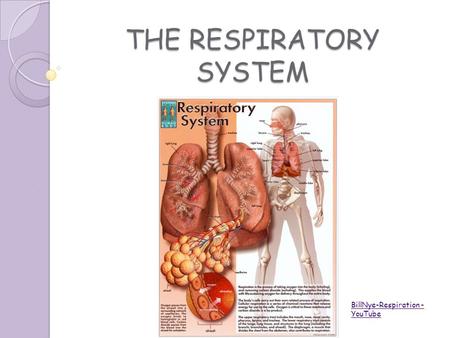 THE RESPIRATORY SYSTEM BillNye-Respiration - YouTube.