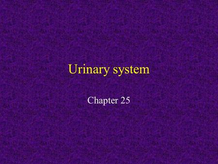 Urinary system Chapter 25. Excretory System The main organs of the excretory system are the bladder, kidneys, liver, lungs, and skin. The excretory system.