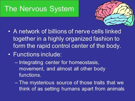 The Nervous System A network of billions of nerve cells linked together in a highly organized fashion to form the rapid control center of the body. Functions.