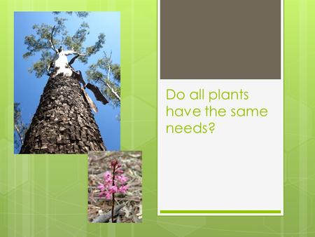 Do all plants have the same needs?. Some plants are BIG  Do they need lots of water to drink?  Do they need lots of food to eat?  Do they need lots.