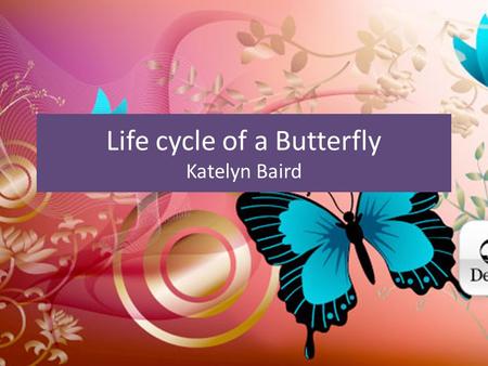 Life cycle of a Butterfly Katelyn Baird Stage One Tiny eggs are laid by the female on a leaf. Female lays between 200-1500 eggs. Most eggs wont survive.