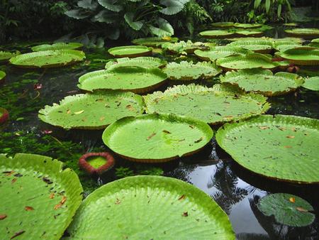 PROPOSAL TO ESTABLISH A REGIONAL AMAZONIAN BIODIVERSITY NODE Ambassador Mauricio Dorfler – ACTO Executive Director Amazonian Biodiversity Workshop Quito,