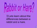  Lets learn about the differences between a rabbit and a hare.