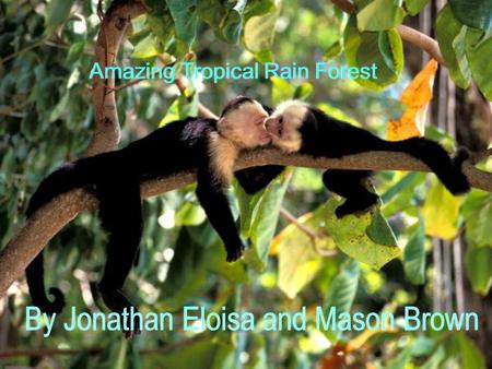 Amazing Tropical Rain Forest By Jonathan Eloisa and Mason Brown.