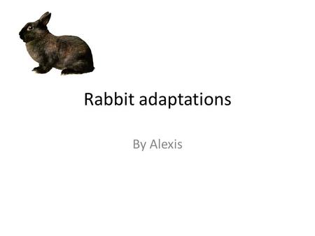 Rabbit adaptations By Alexis. What do rabbits eat Rabbits eat carrots and fruts how do rabbits find carrots if they find carrot feld they eat the carrots.