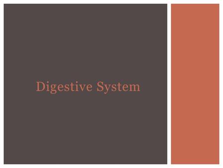 Digestive System.  Non-ruminants are referred to as single-stomached or monogastric animals  The digestive system of rabbits and birds are classified.