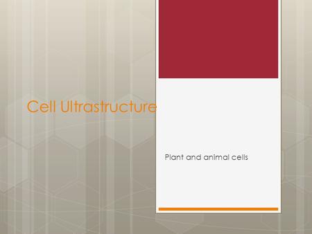 Cell Ultrastructure Plant and animal cells. Objectives  describe and interpret drawings and photographs of eukaryotic cells as seen under an electron.