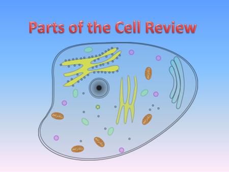 What organelle uses sunlight to make food? Chloroplast.