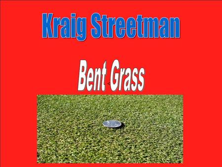 . Bent Grass is a fine-textured turf that is most commonly found in the Pacific Northwest and Northwestern areas of Canada. It is most found in areas.