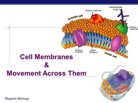 Regents Biology 2006-2007 Cell Membranes & Movement Across Them.