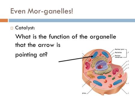 Even Mor-ganelles!  Catalyst: What is the function of the organelle that the arrow is pointing at?