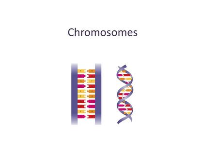 Chromosomes. Prokaryotes (bacteria): One In cytoplasm Circular Eukaryotes: Many In Nucleus Linear.