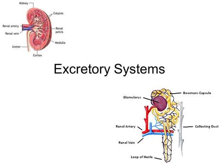 Excretory Systems. Excretion Secrete (get rid of) waste from the body –Way of maintaining homeostasis (balance) in the body HOMEOSTASISHOMEOSTASIS Waste.