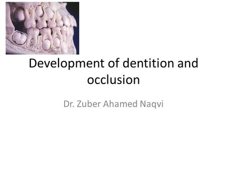 Development of dentition and occlusion