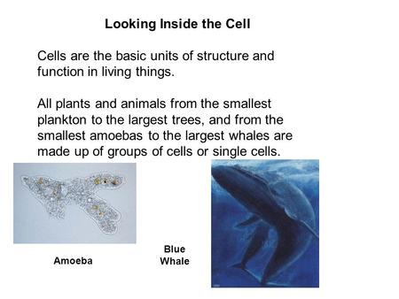 Looking Inside the Cell Cells are the basic units of structure and function in living things. All plants and animals from the smallest plankton to the.