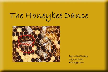 The Honeybee Dance By: Kaila Bishop 14 June 2011 Biology 3541.