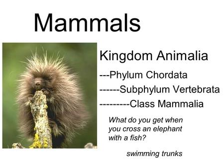 Mammals Kingdom Animalia