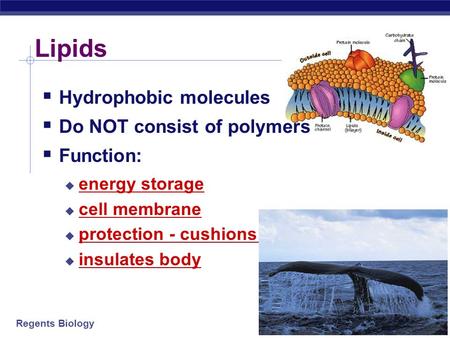 Regents Biology 2003-2004 Lipids  Hydrophobic molecules  Do NOT consist of polymers  Function:  energy storage  cell membrane  protection - cushions.