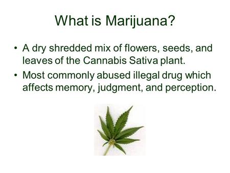 What is Marijuana? A dry shredded mix of flowers, seeds, and leaves of the Cannabis Sativa plant. Most commonly abused illegal drug which affects memory,