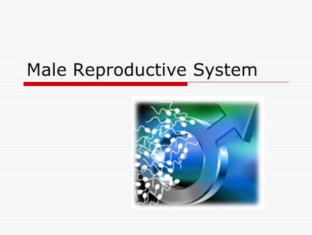 Male Reproductive System. Function 1.Produce Sperm- reproductive cells (male gametes) and transfer to the female body via 2.Cannot produce sperm until.