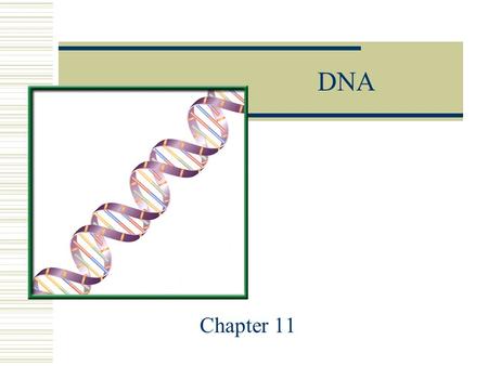 DNA Chapter 11. The main nucleic acids  There are 2 main nucleic acids  1. DNA: Deoxyribonucleic Acid  2. RNA: Ribonucleic Acid.