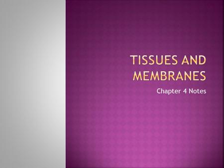 Chapter 4 Notes.  A group of cells are called tissues  4 main types of tissue  Epithelial tissue- protects the body by covering internal and external.