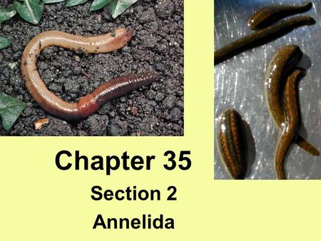 Chapter 35 Section 2 Annelida. Characteristics Annelida Segmented worms Coelomates- true body cavity Setae- external bristles Parapodia- fleshy protrusions.