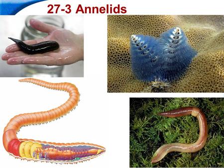 27-3 Annelids.