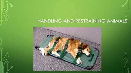 Handling and Restraining Animals