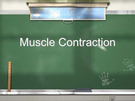 Muscle Contraction.  We have 400+ muscles in the body which comprise 40-50% of the total body weight  There are three types of muscle:  Smooth  Cardiac.