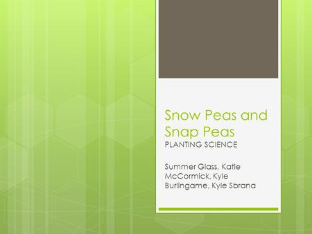 Snow Peas and Snap Peas PLANTING SCIENCE Summer Glass, Katie McCormick, Kyle Burlingame, Kyle Sbrana.