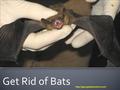 Get Rid of Bats   Bats are the endangered species. They play a vital role in our ecosystem.  There are more than 40 species.