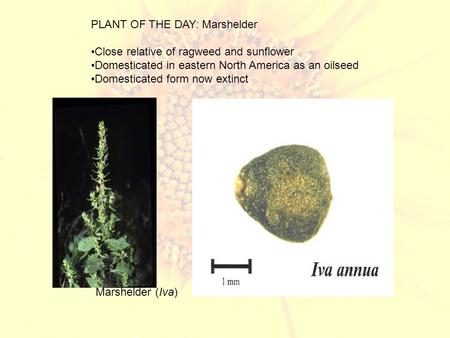 PLANT OF THE DAY: Marshelder