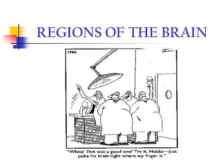 REGIONS OF THE BRAIN.