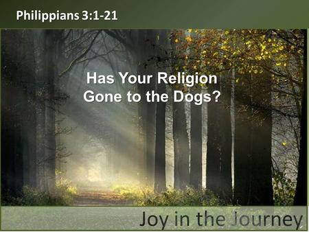 Has Your Religion Gone to the Dogs?