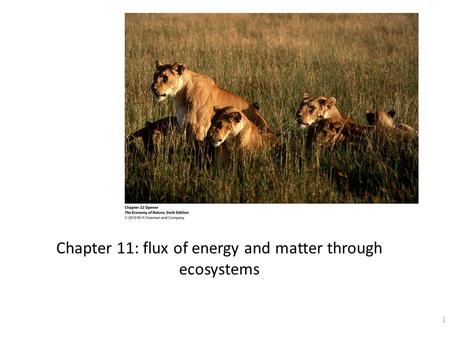 Chapter 11: flux of energy and matter through ecosystems