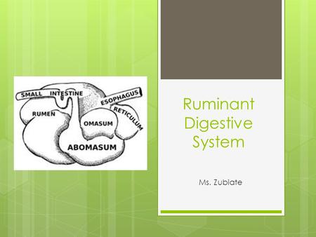 Ruminant Digestive System