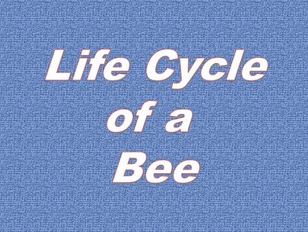 Life Cycle of a Bee.