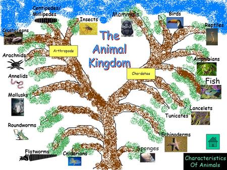 The Animal Kingdom Fish Mammals Sponges Characteristics Of Animals