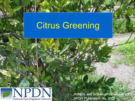 Citrus Greening Roberts and Brlansky. December 2007.