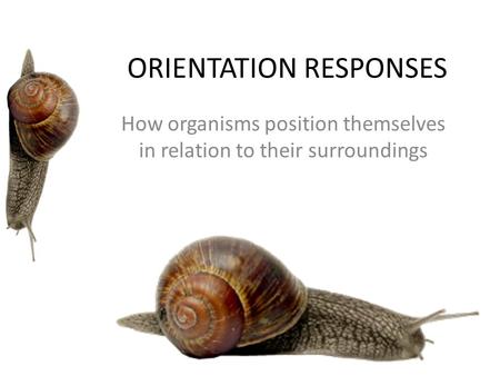 ORIENTATION RESPONSES